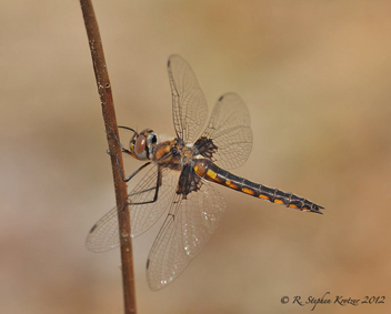 Epitheca cynosura, female